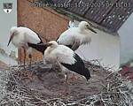 Capi_Dubne_20250731_091003.jpg