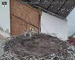 Capi_Dubne_20250731_092503.jpg