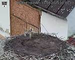Capi_Dubne_20250731_100003.jpg