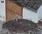 Capi_Dubne_20250731_100503.jpg
