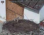 Capi_Dubne_20250731_103503.jpg