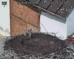 Capi_Dubne_20250731_104003.jpg