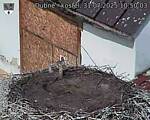 Capi_Dubne_20250731_105003.jpg