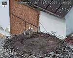 Capi_Dubne_20250731_110503.jpg