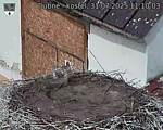 Capi_Dubne_20250731_111003.jpg