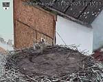 Capi_Dubne_20250731_111503.jpg