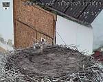 Capi_Dubne_20250731_112003.jpg