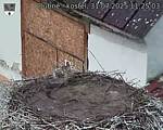 Capi_Dubne_20250731_112503.jpg