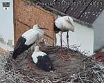 Capi_Dubne_20250731_114003.jpg