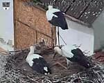 Capi_Dubne_20250731_120003.jpg