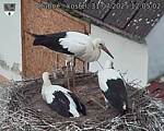 Capi_Dubne_20250731_120502.jpg