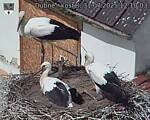 Capi_Dubne_20250731_121003.jpg
