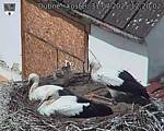 Capi_Dubne_20250731_122002.jpg