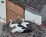 Capi_Dubne_20250731_123503.jpg