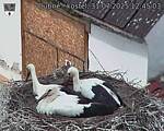 Capi_Dubne_20250731_124503.jpg