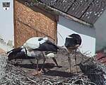 Capi_Dubne_20250731_125503.jpg