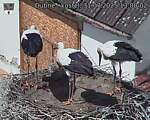 Capi_Dubne_20250731_130002.jpg