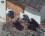 Capi_Dubne_20250731_130503.jpg