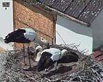 Capi_Dubne_20250731_131003.jpg
