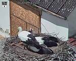 Capi_Dubne_20250731_132003.jpg