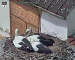 Capi_Dubne_20250731_133002.jpg