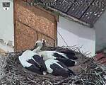 Capi_Dubne_20250731_134002.jpg