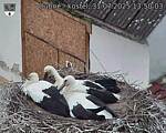 Capi_Dubne_20250731_135003.jpg
