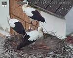 Capi_Dubne_20250731_140503.jpg