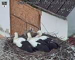 Capi_Dubne_20250731_141003.jpg