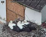 Capi_Dubne_20250731_141503.jpg