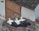 Capi_Dubne_20250731_143003.jpg