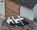 Capi_Dubne_20250731_144503.jpg