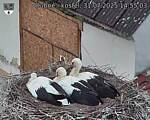 Capi_Dubne_20250731_145503.jpg