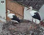 Capi_Dubne_20250731_150503.jpg