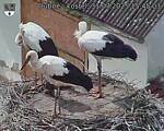 Capi_Dubne_20250731_154503.jpg