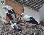Capi_Dubne_20250731_155003.jpg