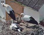 Capi_Dubne_20250731_155503.jpg