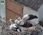 Capi_Dubne_20250731_160003.jpg