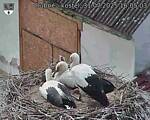Capi_Dubne_20250731_160503.jpg