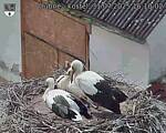 Capi_Dubne_20250731_161002.jpg
