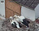 Capi_Dubne_20250731_162003.jpg