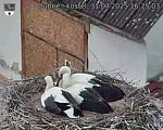 Capi_Dubne_20250731_162503.jpg