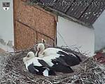 Capi_Dubne_20250731_163503.jpg