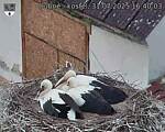 Capi_Dubne_20250731_164003.jpg