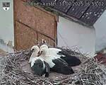 Capi_Dubne_20250731_165502.jpg