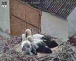 Capi_Dubne_20250731_170003.jpg