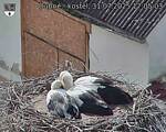 Capi_Dubne_20250731_170503.jpg