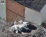 Capi_Dubne_20250731_171003.jpg