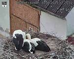 Capi_Dubne_20250731_172502.jpg