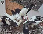 Capi_Dubne_20250731_174003.jpg